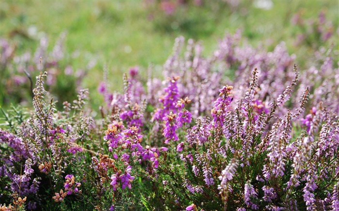 flores silvestres - belo flores de mesa Visualizações:9986