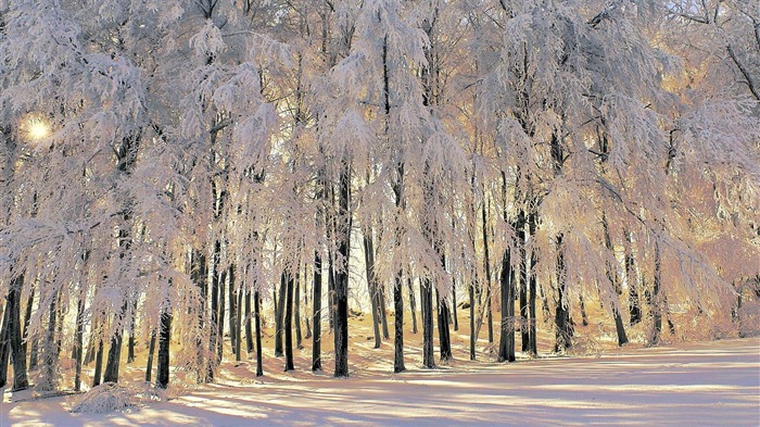 冬天的故事 - 冬季雪景主題壁紙 查看次數:9574