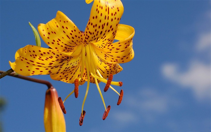 黄色のユリの花-春の花壁紙 ブラウズ:11542