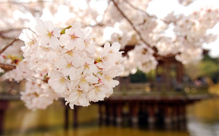 美丽日本樱花季壁纸 浏览:14977