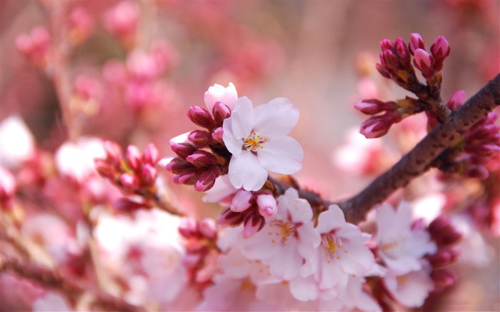 美しい日本の桜の季節壁紙 ブラウズ:16750