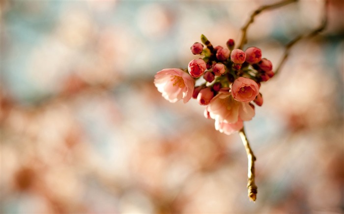 美しい日本の桜の季節壁紙 ブラウズ:13605