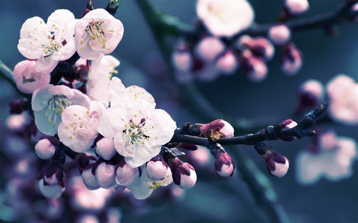 美しい日本の桜の季節壁紙 ブラウズ:15165