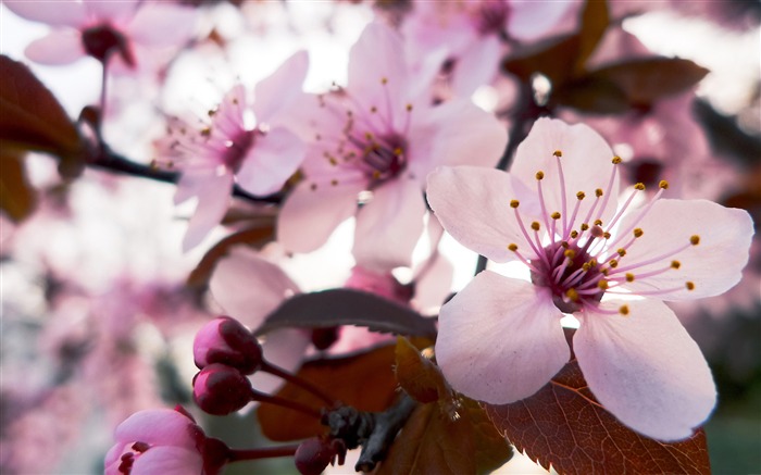 美しい日本の桜の季節壁紙 ブラウズ:15067