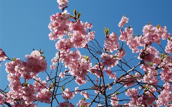 belle saison fleur de cerisier japonaise papier peint Vues:13854