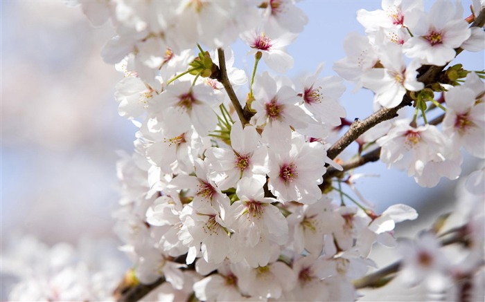 美しい日本の桜の季節壁紙 ブラウズ:10126