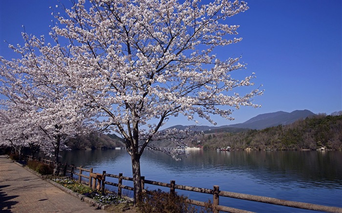 美丽日本樱花季壁纸 浏览:10600