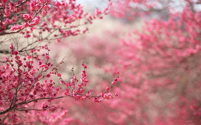 美しい日本の桜の季節壁紙 ブラウズ:19175