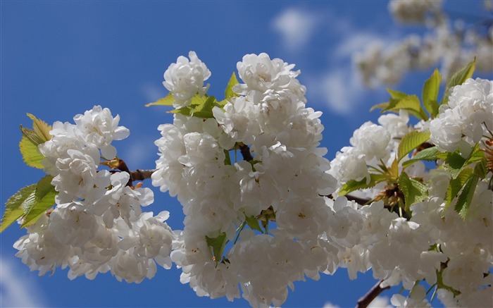 belle saison fleur de cerisier japonaise papier peint Vues:9751