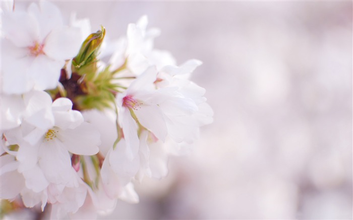 美しい日本の桜の季節壁紙 ブラウズ:10001