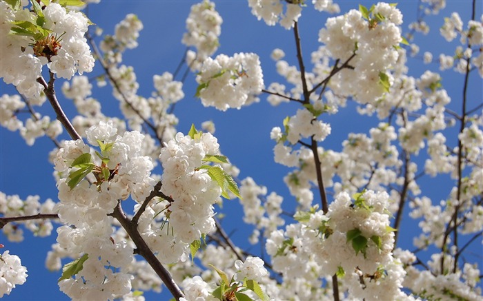 belle saison fleur de cerisier japonaise papier peint Vues:10214