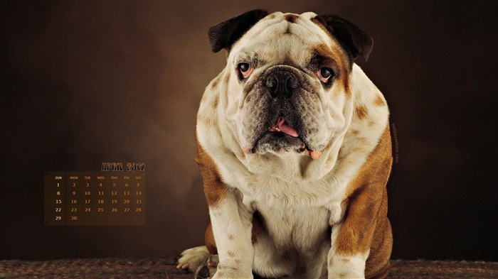 Papéis de parede de temas do calendário Dog-Abril de 2012 Visualizações:8411