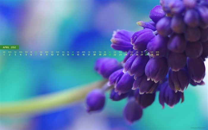 Flower purple-April 2012 calendar themes wallpaper Views:8638 Date:2012/3/29 1:37:39