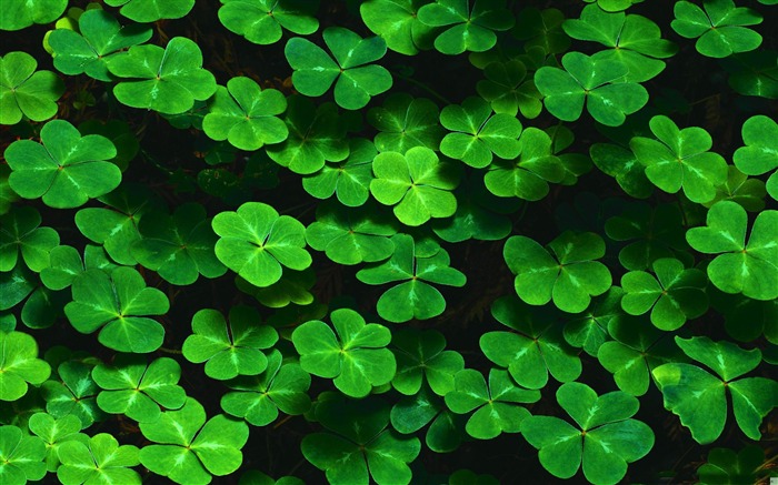 Happy Saint Patricks Day themed Desktop wallpaper 03 Views:10154 Date:2012/3/13 22:33:03