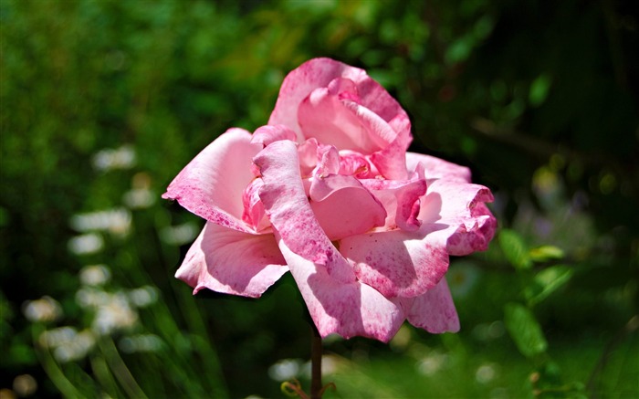 a pink rose-flowers photography wallpaper Views:10437 Date:2012/3/17 22:08:39