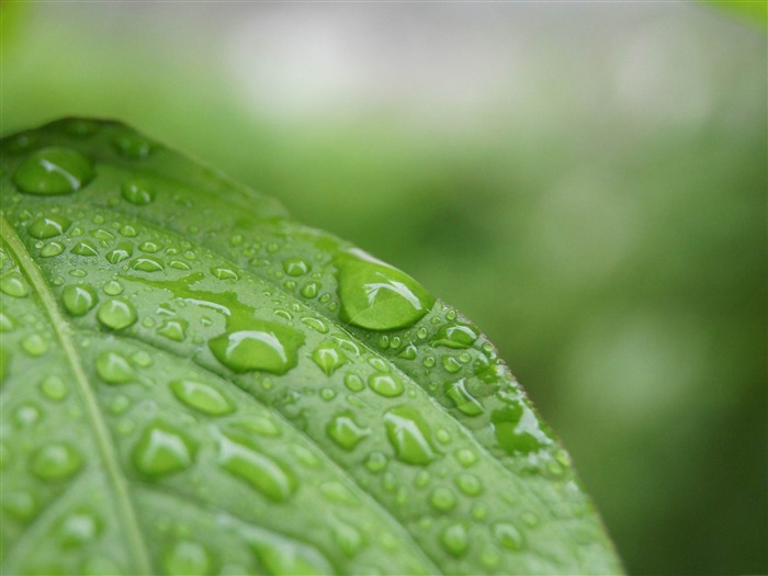 après la pluie-Frais nature vert plantes papier peint Vues:14240