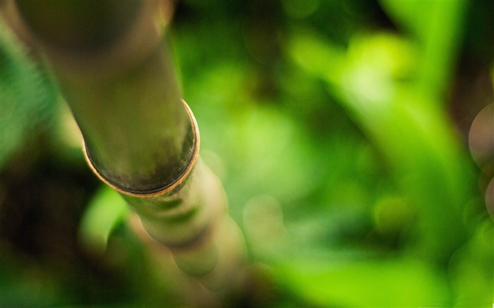 Bambu - Papel de parede de plantas verdes de natureza fresca Visualizações:13099