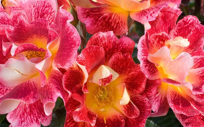 beautiful flowers-flowers photography wallpaper Views:9074 Date:2012/3/17 22:09:25