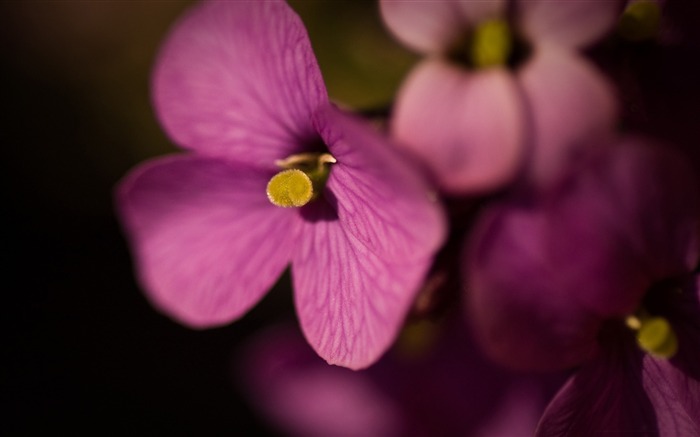 紫色的花朵-令人惊叹的鲜花摄影壁纸 浏览:7093