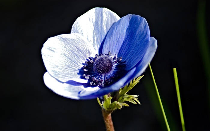 blue anemone-Amazing flowers photography wallpaper Visualizações:10536