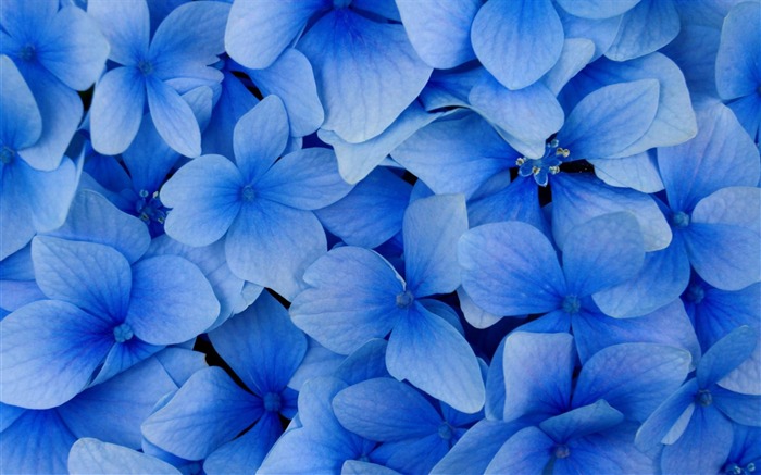 azul hortensia flores-flores fotografía fondo de pantalla Vistas:20813