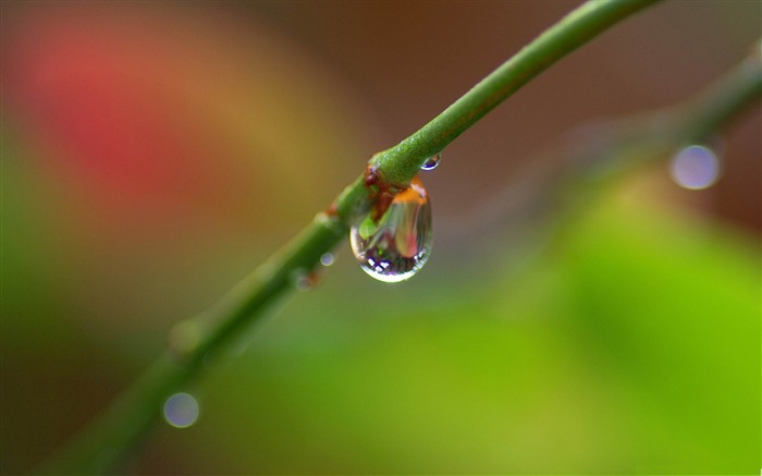 ramo com uma gota de chuva - papel de parede de plantas verdes de natureza fresca Visualizações:11847