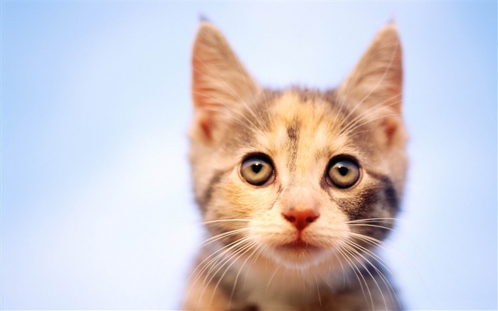 chat regarde-La vie du chat papier peint de bureau Vues:25893