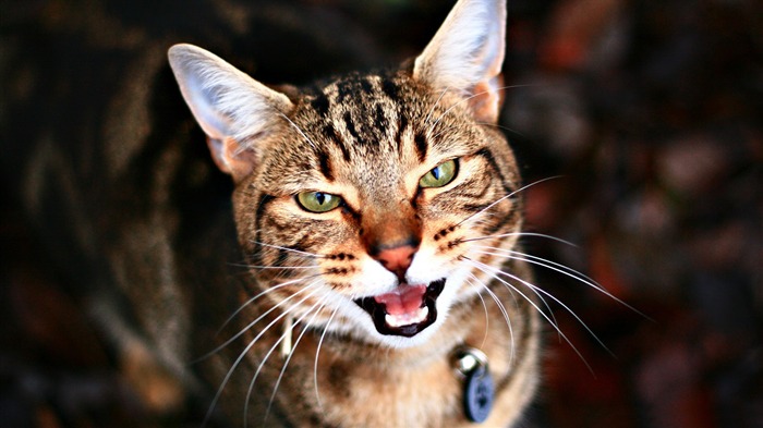 portrait de chat-La vie du chat papier peint de bureau Vues:10124