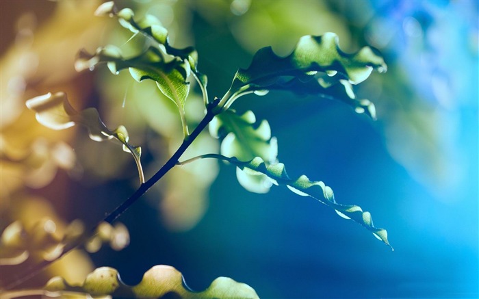 folhas encaracoladas - papel de parede de plantas verdes de natureza fresca Visualizações:9923