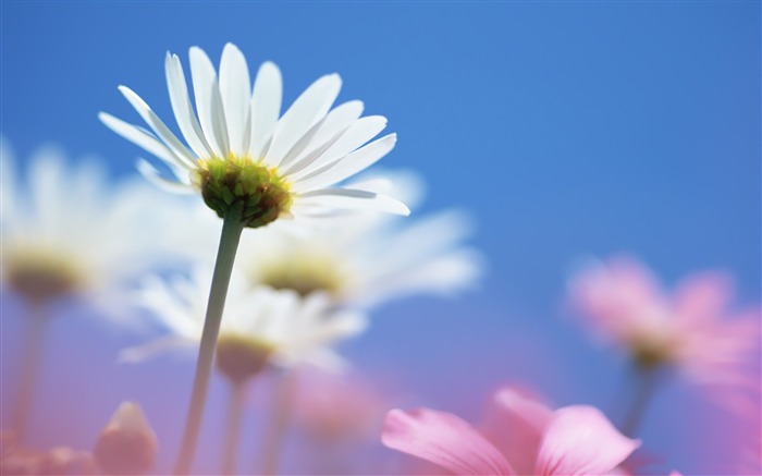 margaridas - papel de parede incrível de fotografia de flores Visualizações:10826