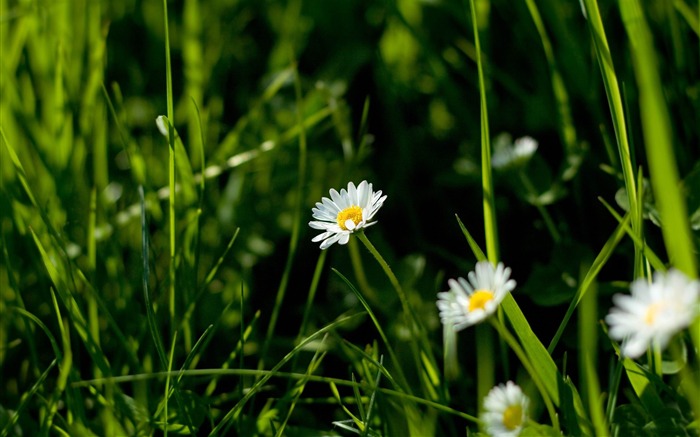 daisies and green grass-flowers photography wallpaper Views:11232 Date:2012/3/17 22:10:40