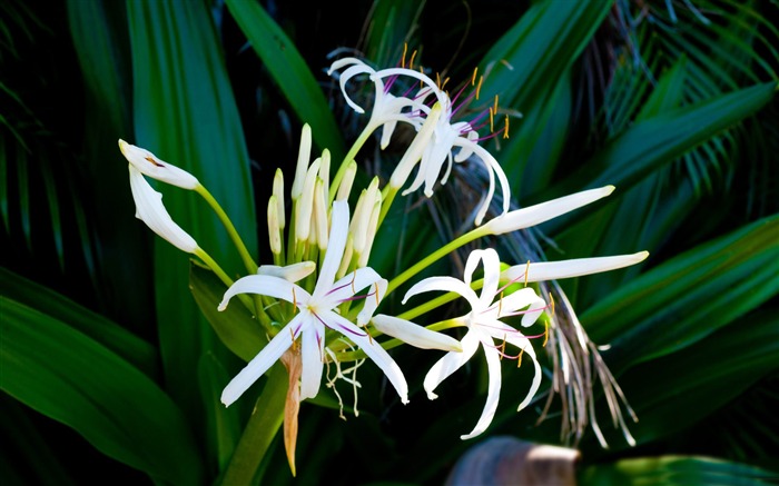 exotic flowers-flowers photography wallpaper Views:10223 Date:2012/3/17 22:11:21