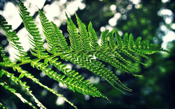 Fern-Fresh nature green plants wallpaper Visualizações:13844