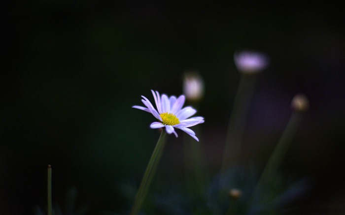 flor en fotografía de flores nocturnas fondo de pantalla Vistas:14315