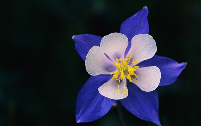 花朵-令人惊叹的鲜花摄影壁纸 浏览:7862