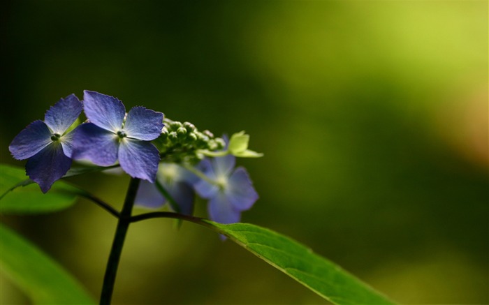 鲜花-令人惊叹的鲜花摄影壁纸 浏览:8751