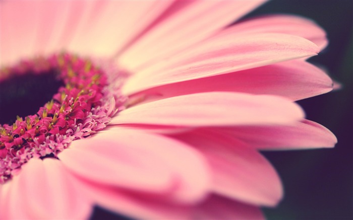 gerbera macro-Amazing flowers photography wallpaper Visualizações:10816