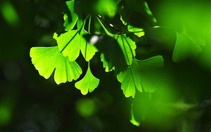 Plantas verdes de la naturaleza fresca Fondos de escritorio Vistas:41775