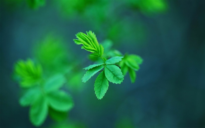 folhas verdes -Fresh natureza verde planta papel de parede Visualizações:11070