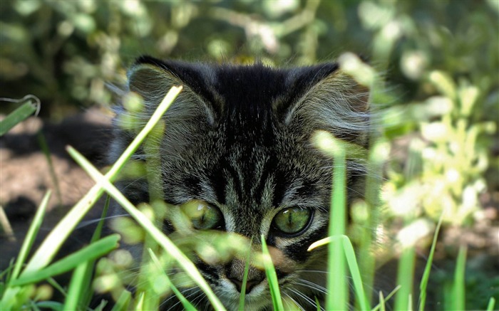 minou dans l'herbe-La vie du chat papier peint de bureau Vues:11138