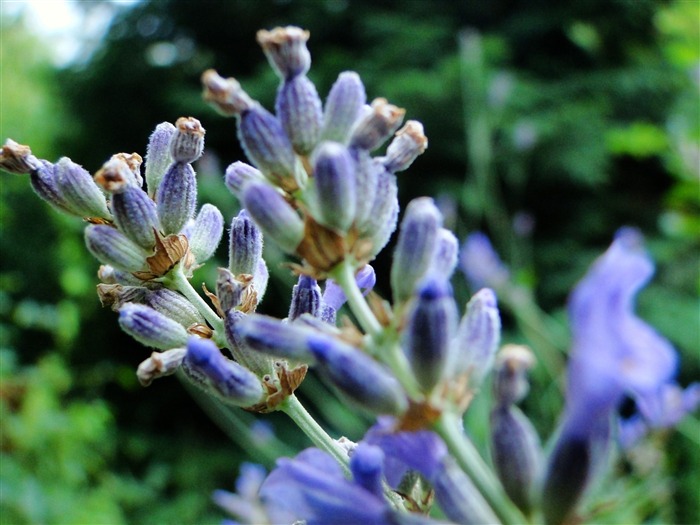 Papel de parede de fotografia de flores lavanda-Amazing Visualizações:10422