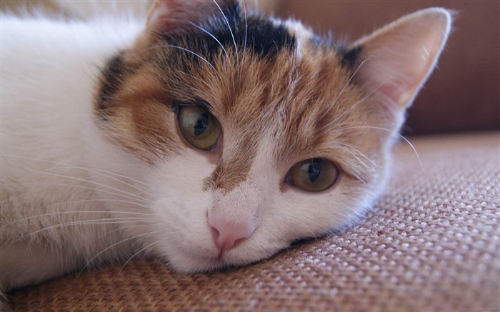 chat paresseux-La vie du chat papier peint de bureau Vues:12514