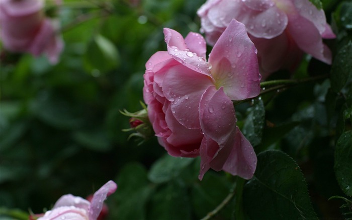 leopard roses-flowers photography wallpaper Views:10281 Date:2012/3/17 22:14:55