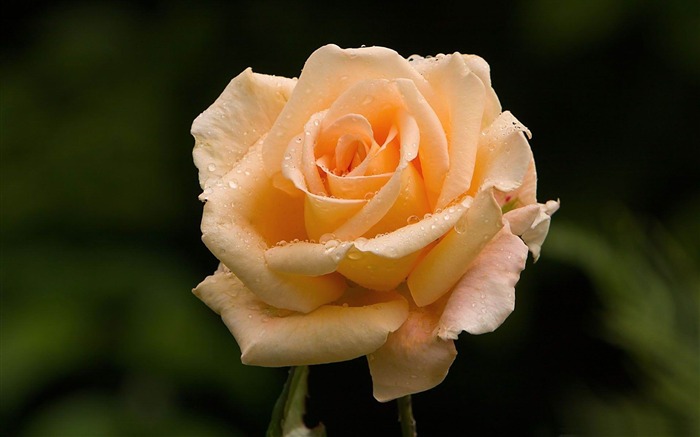 light orange rose-flowers photography wallpaper Views:12940 Date:2012/3/17 22:15:37