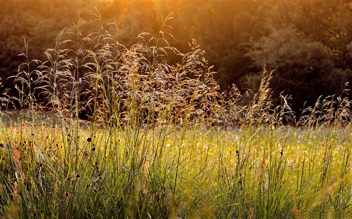 l'herbe rosée du matin-Belle wallpaper paysage estival Vues:13971