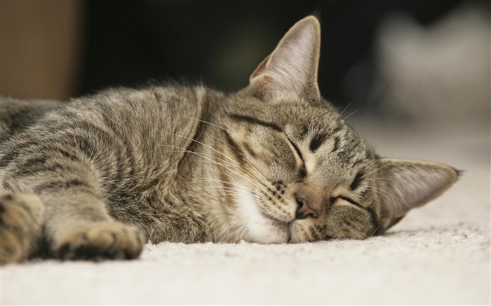 sieste pour Baxter-La vie du chat papier peint de bureau Vues:30405