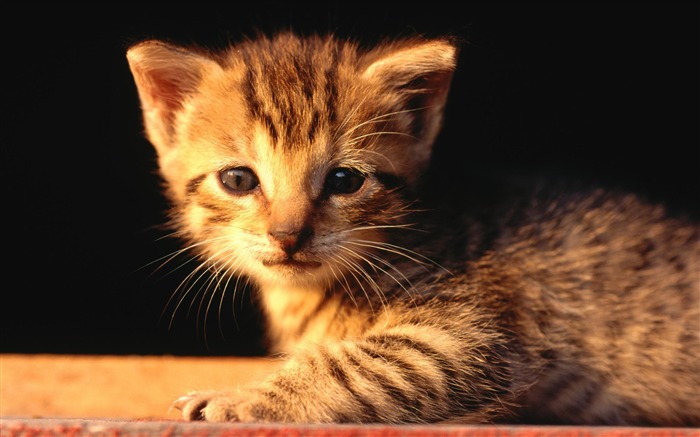 nouveau-né tabby chaton-La vie du chat papier peint de bureau Vues:8999