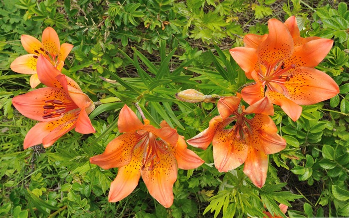 laranja lily-Amazing flores fotografia papel de parede Visualizações:9722