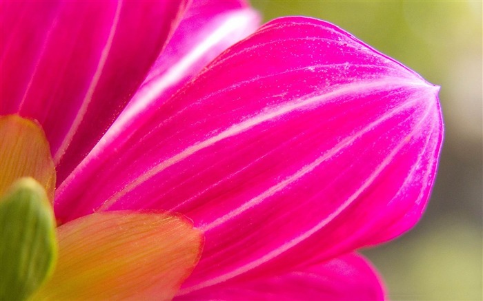 pink flower-flowers photography wallpaper Views:8791 Date:2012/3/17 22:16:32