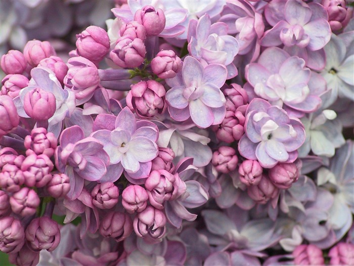 pink flower close up-flowers photography wallpaper Views:14063 Date:2012/3/17 22:17:29